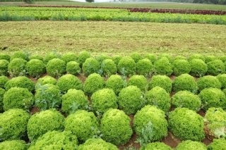 Le robot bineur modifié peut reconnaître les plantes cultivées grâce à sa caméra et les asperger de manière ciblée avec des pesticides à l'aide d'un système de pulvérisation ponctuelle.